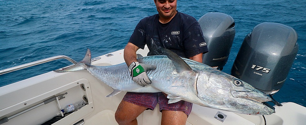 Massive Spanish Mackerel taken on a recent charter